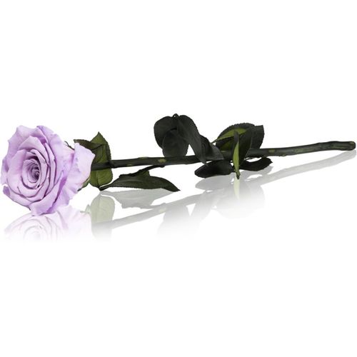 Lila rosa preservada con tallo 30 cm 1 ud - RoseAmor - Modalova