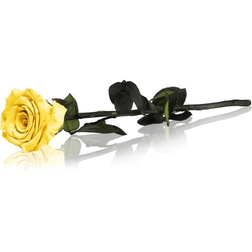 Yellow rosa preservada con tallo 30 cm 1 ud - RoseAmor - Modalova
