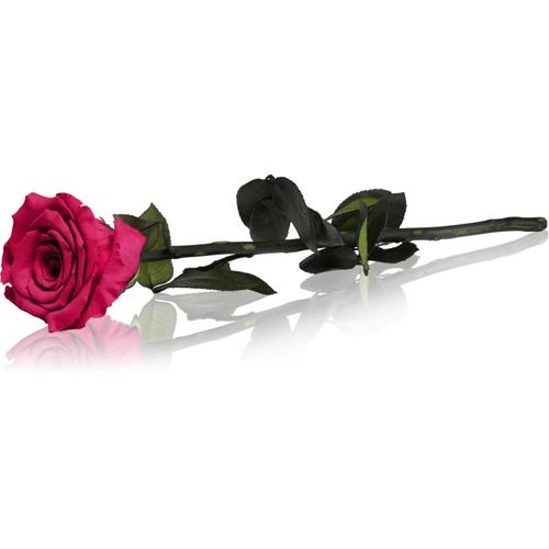 Fuchsia rosa preservada con tallo 30 cm 1 ud - RoseAmor - Modalova