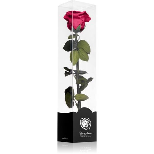 Fuchsia rosa preservada con tallo 30 cm 1 ud - RoseAmor - Modalova