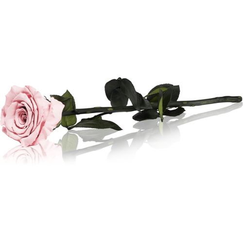 Pink rosa preservada con tallo 30 cm 1 ud - RoseAmor - Modalova