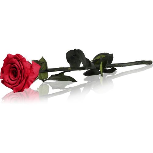 Red rosa preservada con tallo 30 cm 1 ud - RoseAmor - Modalova