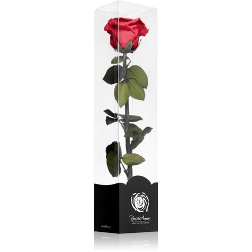 Red rosa preservada con tallo 30 cm 1 ud - RoseAmor - Modalova