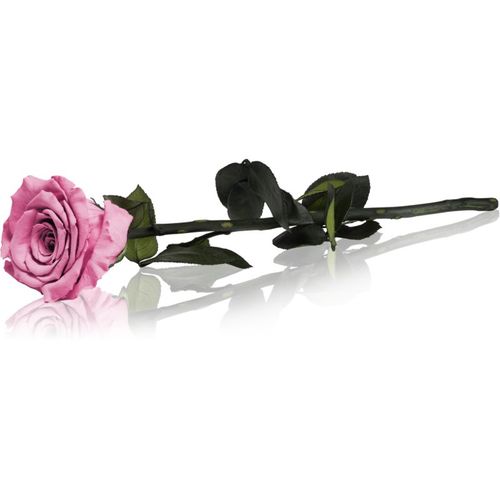 Pink rosa preservada con tallo 30 cm 1 ud - RoseAmor - Modalova