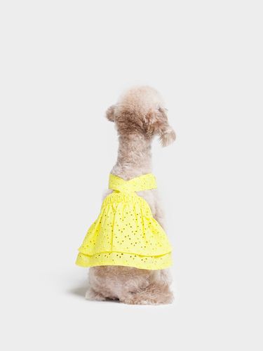 Lace Suspender Dress - POOCH - Modalova