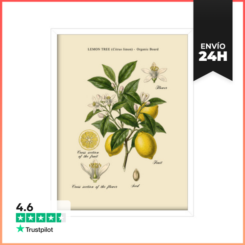 Cuadro Con Marco Vertical Estudio Botánico De Limonero Vintage - latostadora.com - Modalova