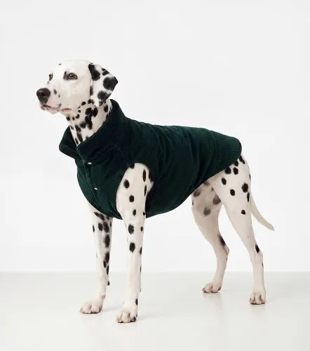 Gucci Reversible corduroy dog coat - Gucci - Modalova
