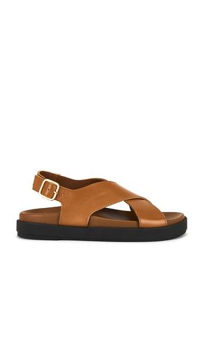 Nico Sandals in . - size 36 (also in 38, 39, 41) - ALOHAS - Modalova