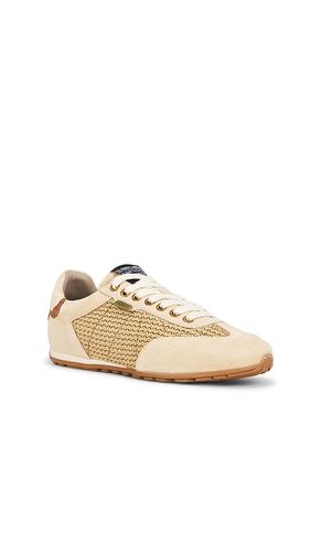 SNEAKERS LIAM LOW TOP in . Größe 11. Also in 7, 8 - ALLSAINTS - Modalova