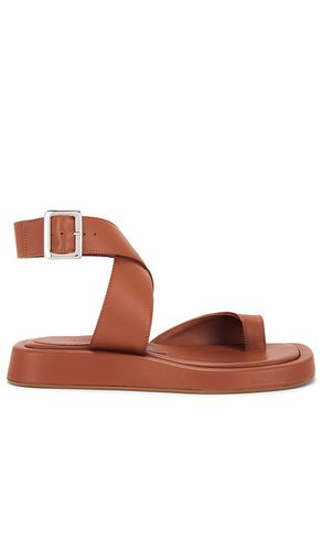 X REVOLVE Roxanne Sandal in . - size 36.5 (also in 37, 37.5, 38.5, 39, 39.5, 40, 41) - GIA BORGHINI - Modalova