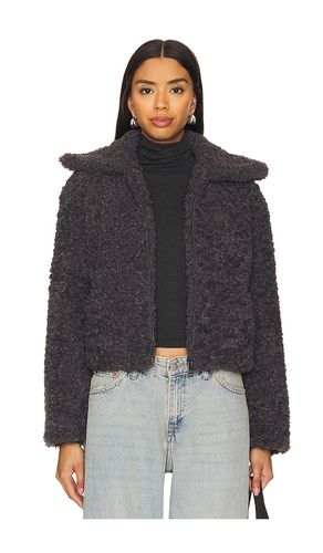 Pippin Jacket in Grey. - size L (also in M, S, XL) - Steve Madden - Modalova