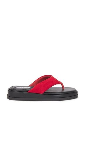 Bella Sandal in ,. Size 5. Also in 7, 8.5, 9 - Steve Madden - Modalova