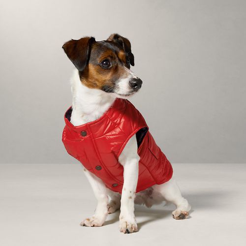 Dog Puffer Jacket - Polo Ralph Lauren - Modalova