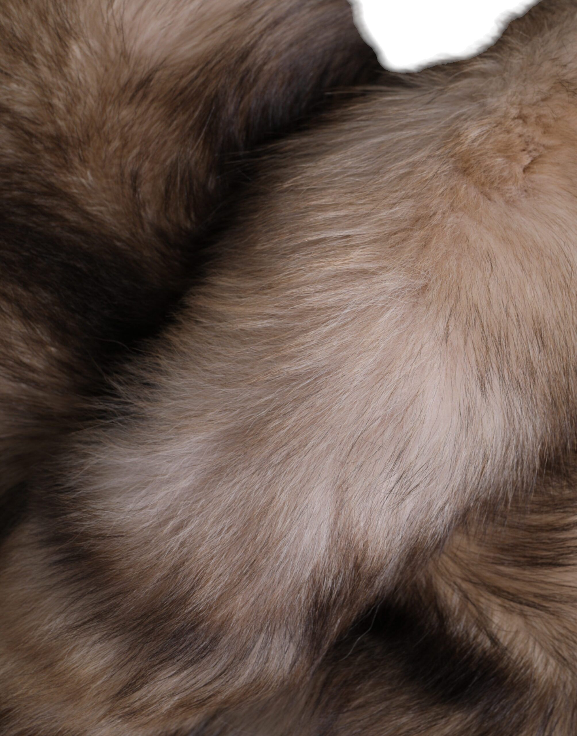 Frost Fox Fur Neck Warmer Winter Women's Scarf - Dolce & Gabbana - Modalova
