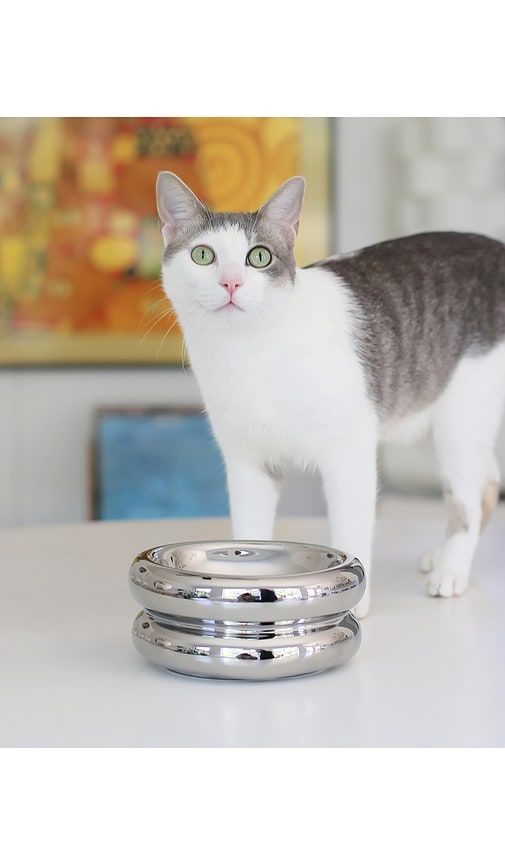Elevated Halo Pet Bowl in Metallic Silver - Catenary Home - Modalova