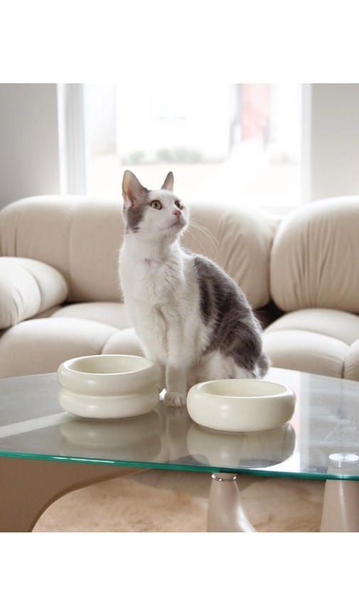 Elevated Halo Pet Bowl in - Catenary Home - Modalova