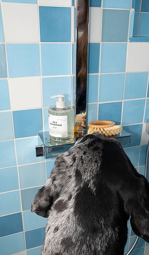 Pet Shampoo 01 Taunt in Beauty: NA - DedCool - Modalova