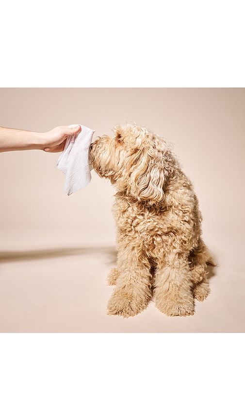 So Fresh, So Clean Probiotic Wipes in - Goldie Dog Essentials - Modalova