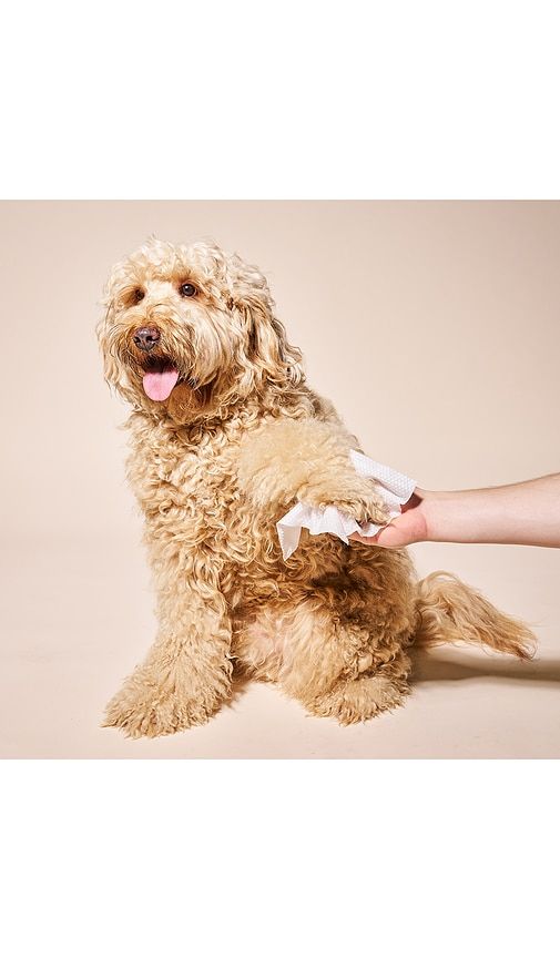 So Fresh, So Clean Probiotic Wipes in - Goldie Dog Essentials - Modalova
