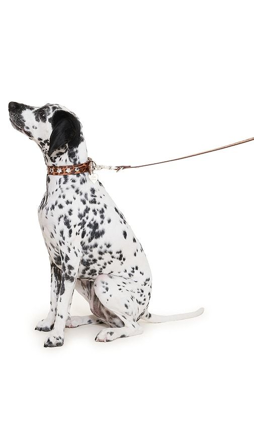 Cougar Flower Power Leash in Brown - Little Beast - Modalova