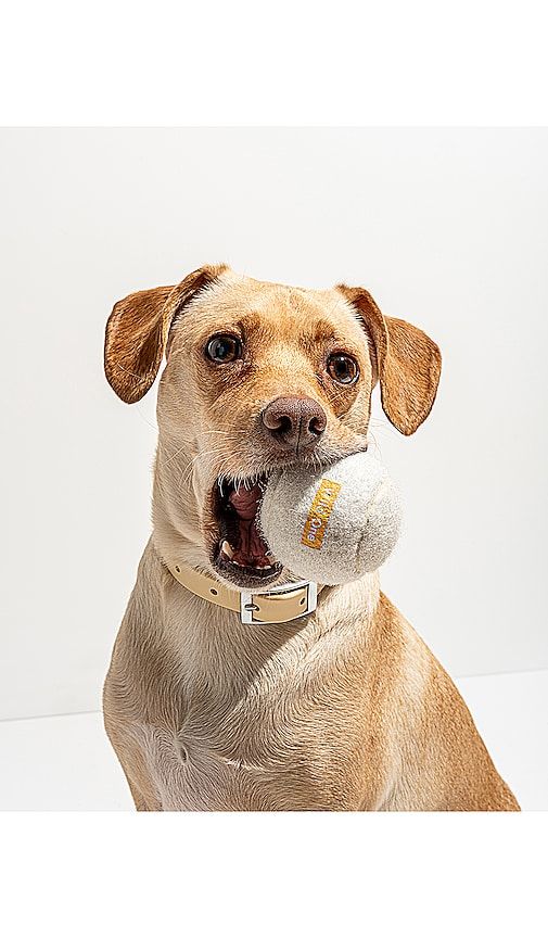 Tennis Balls Set Of 4 in - Wild One - Modalova