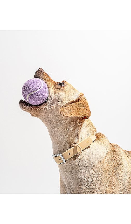 Tennis Balls Set Of 4 in - Wild One - Modalova